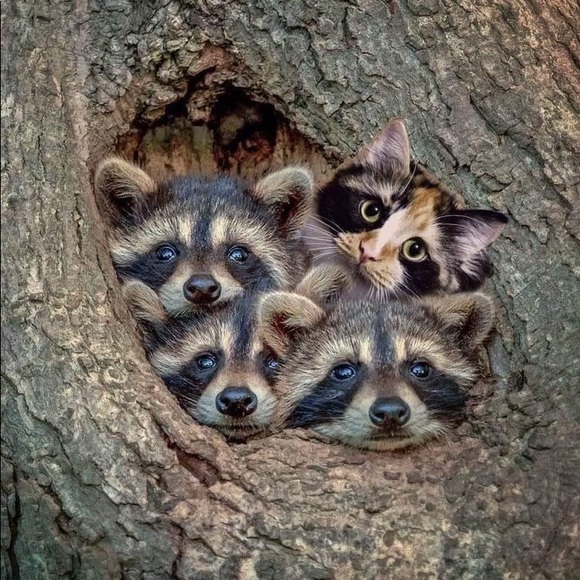 Hi This is Samson & I’m Kathy! I’m So glad you stopped by - I love offers ♥️🙏🛍 - Picture 12 of 15